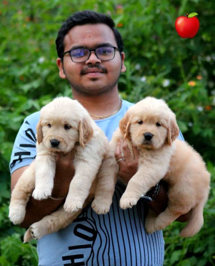 DogsIndia.com - Golden Retriever - Apple Kennels