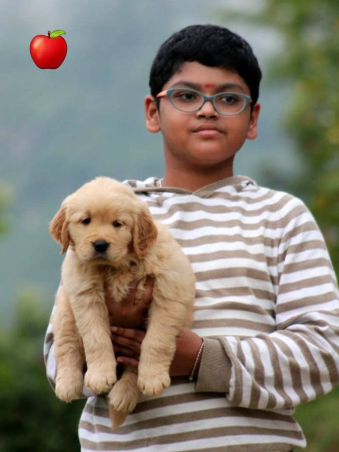DogsIndia.com - Golden Retriever - Apple Kennels
