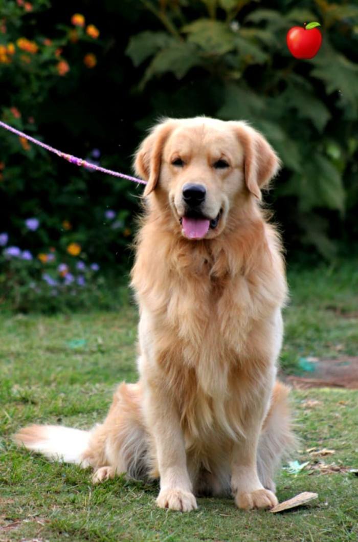 DogsIndia.com - Golden Retriever - Apple Kennels