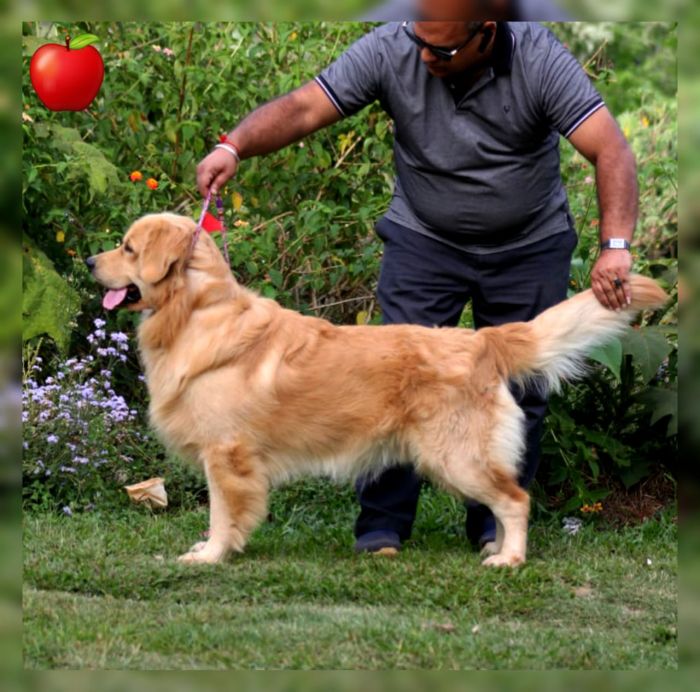 DogsIndia.com - Golden Retriever - Apple Kennels
