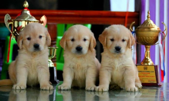 DogsIndia.com - Golden Retriever - Apple Kennels