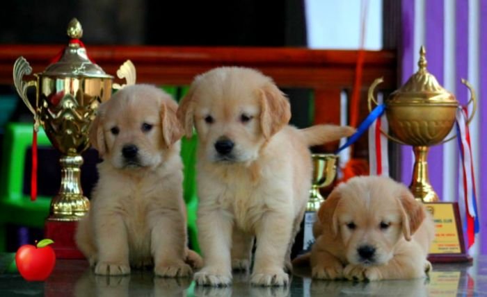 DogsIndia.com - Golden Retriever - Apple Kennels