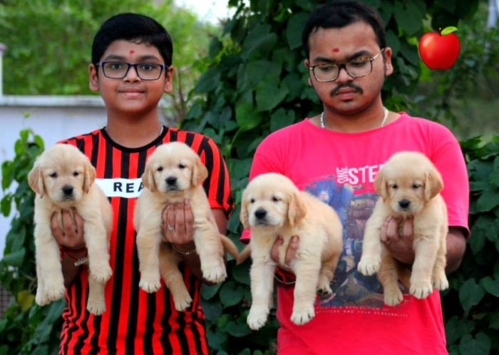 DogsIndia.com - Golden Retriever - Apple Kennels