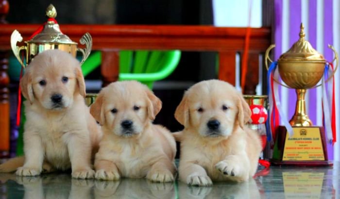DogsIndia.com - Golden Retriever - Apple Kennels