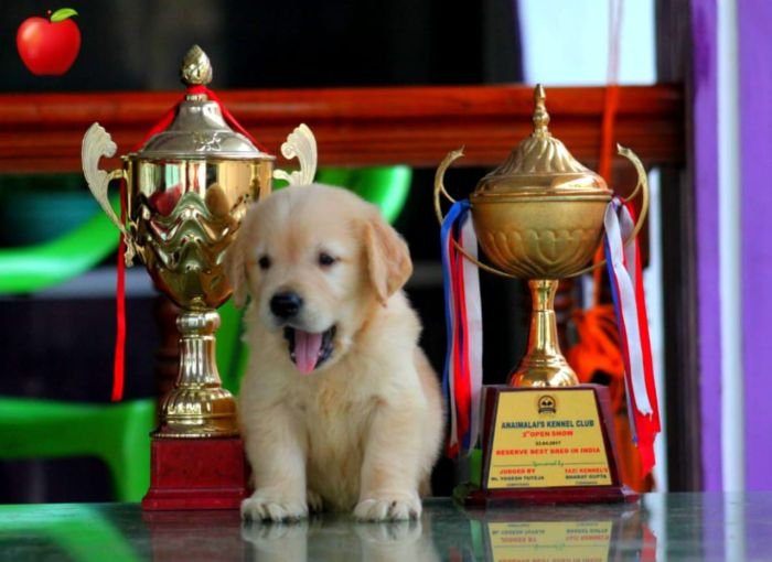 DogsIndia.com - Golden Retriever - Apple Kennels