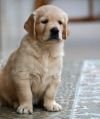 DogsIndia.com - Golden Retriever