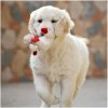 DogsIndia.com = Golden Retriever - Bessies Kennel