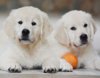 DogsIndia.com - Golden Retriever - Bessies Kennel
