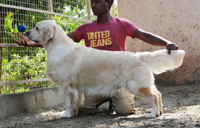 DogsIndia.com - Golden Retriever - Bessies