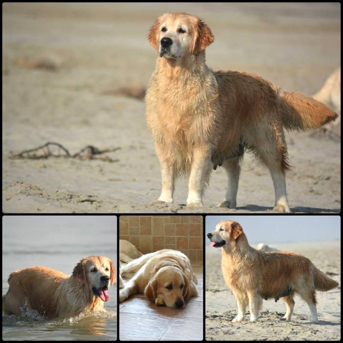 DogsIndia.com - Golden Retriever - Bessies Kennel