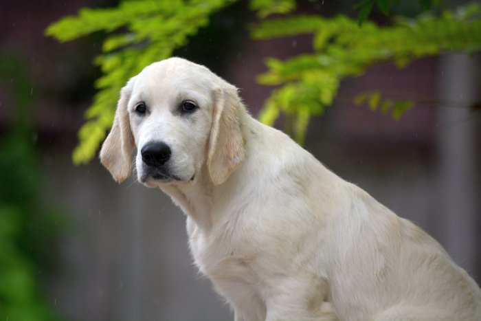 DogsIndia.com - Golden Retriever - Bessies Kennel