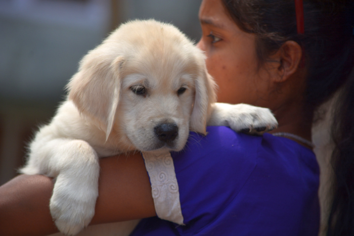 DogsIndia.com - Golden Retriever - Bessies Kennel