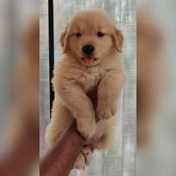 DogsIndia.com - Golden Retriever - Bharath Gowda