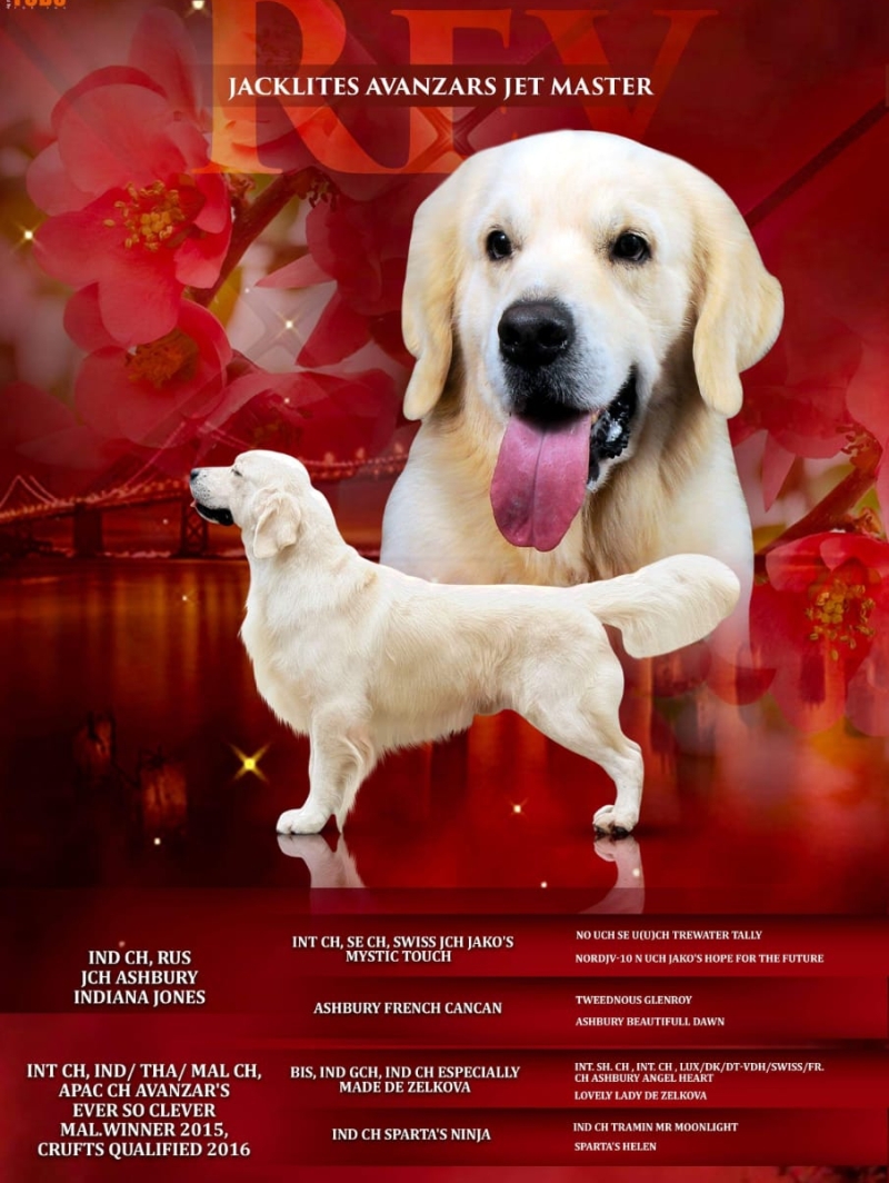 DogsIndia.com - Golden Retriever - Chiming Bells