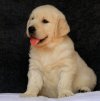 DogsIndia.com - Golden Retriever - Chiming Bells