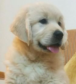 DogsIndia.com - Golden Retriever - Chiming Bells