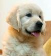 DogsIndia.com - Golden Retriever - Chiming Bells