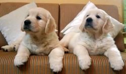 DogsIndia.com - Golden Retriever - Chiming Bells