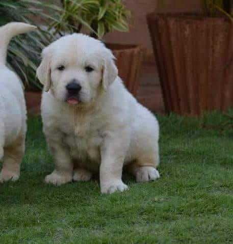 DogsIndia.com - Golden Retriever - Crisanta, Vineeth
