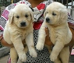 DogsIndia.com - Golden Retriever - Dalvi