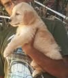 DogsIndia.com - Golden Retriever - Dalvi
