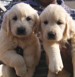 DogsIndia.com - Golden Retriever - Deenjons Kennel