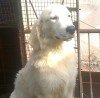 DogsIndia.com - Golden Retriever - Deenjons Kennel