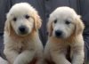 DogsIndia.com - Golden Retriever - Deenjons Kennel
