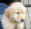 DogsIndia.com - Golden Retriever - Deenjons Kennel