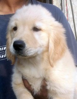 DogsIndia.com - Golden Retriever - Deenjons Kennel