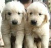 DogsIndia.com - Golden Retriever - Deenjons Kennel