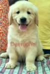 DogsIndia.com - Golden Retriever - Deenjons
