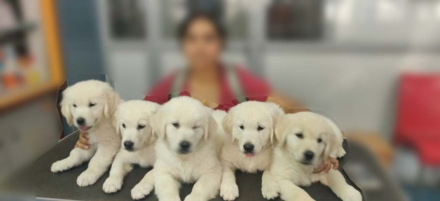 DogsIndia.com - Golden Retriever - Deepthi