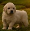 DogsIndia.com - Golden Retriever - Girish
