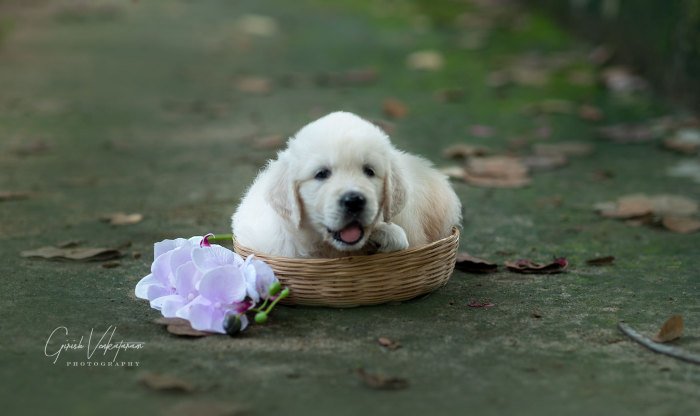 DogsIndia.com - Golden Retriever - Girish