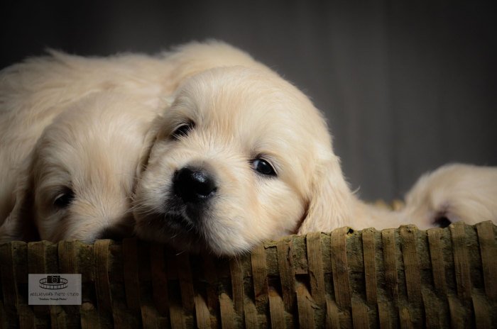 DogsIndia.com - Golden Retriever - Girish