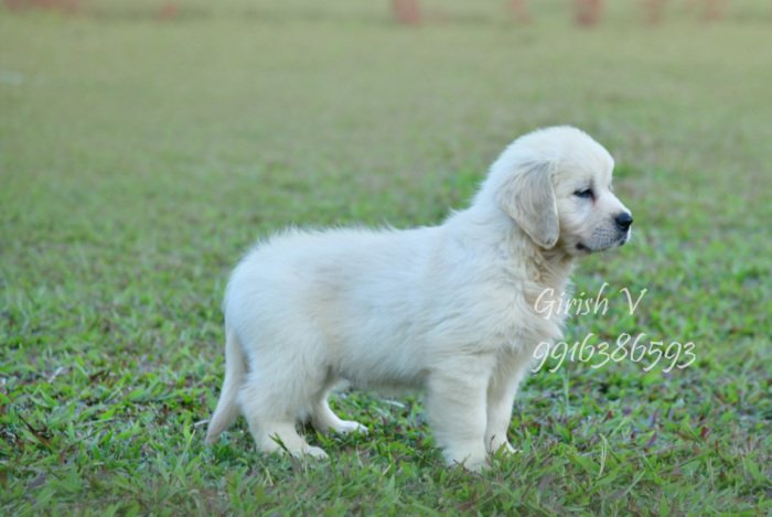 DogsIndia.com - Golden Retriever - Girish