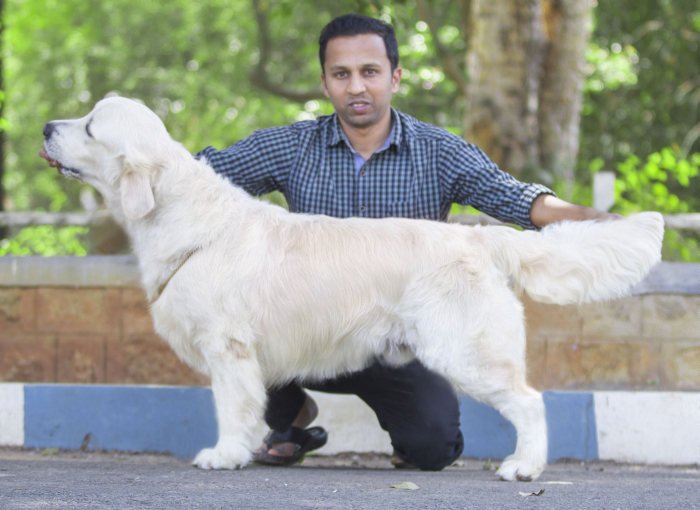 DogsIndia.com - Golden Retriever - Girish