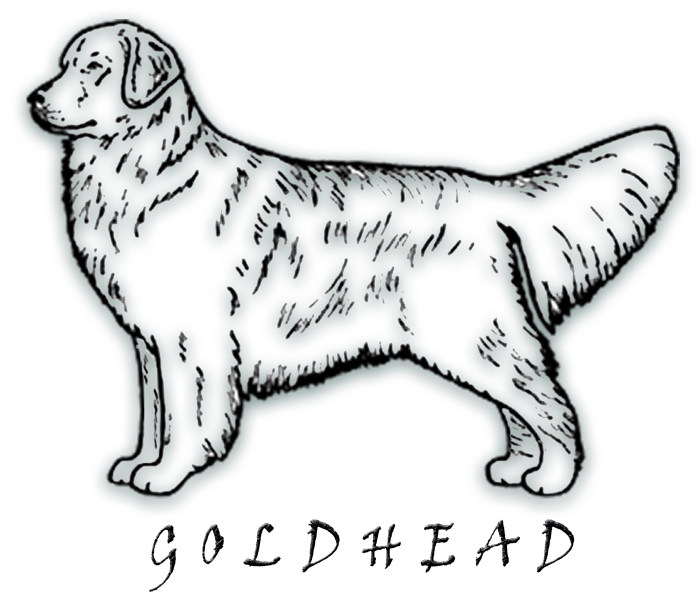 DogsIndia.com - Golden Retriever - Goldhead