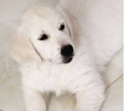DogsIndia.com - Golden Retriever - Happy Minds - Abhijit