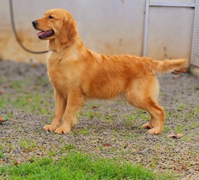 DogsIndia.com - Golden Retriever - Jayachandra