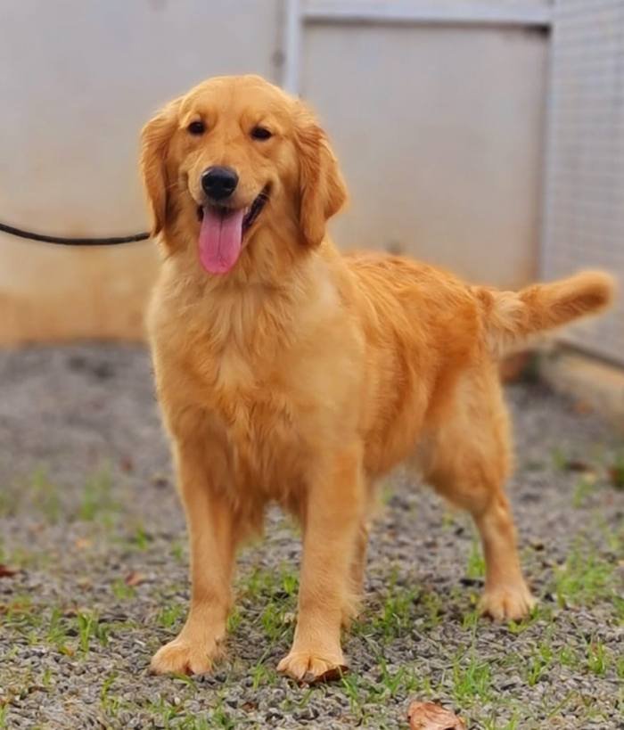 DogsIndia.com - Golden Retriever - Jayachandra