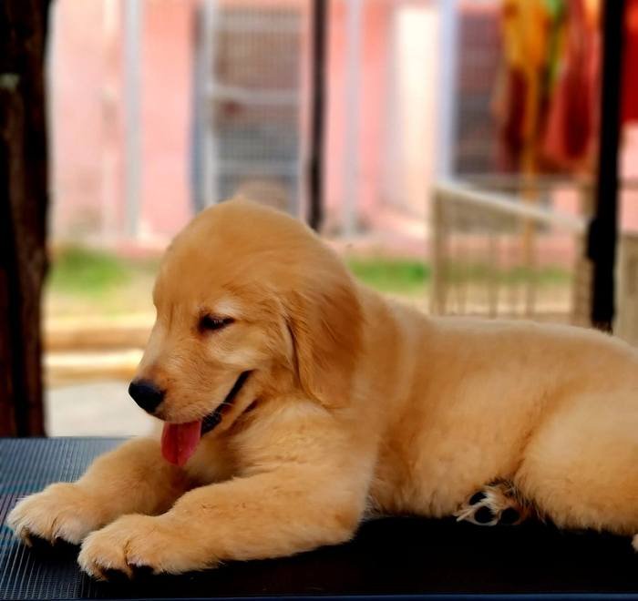 DogsIndia.com - Golden Retriever - Jayachandra