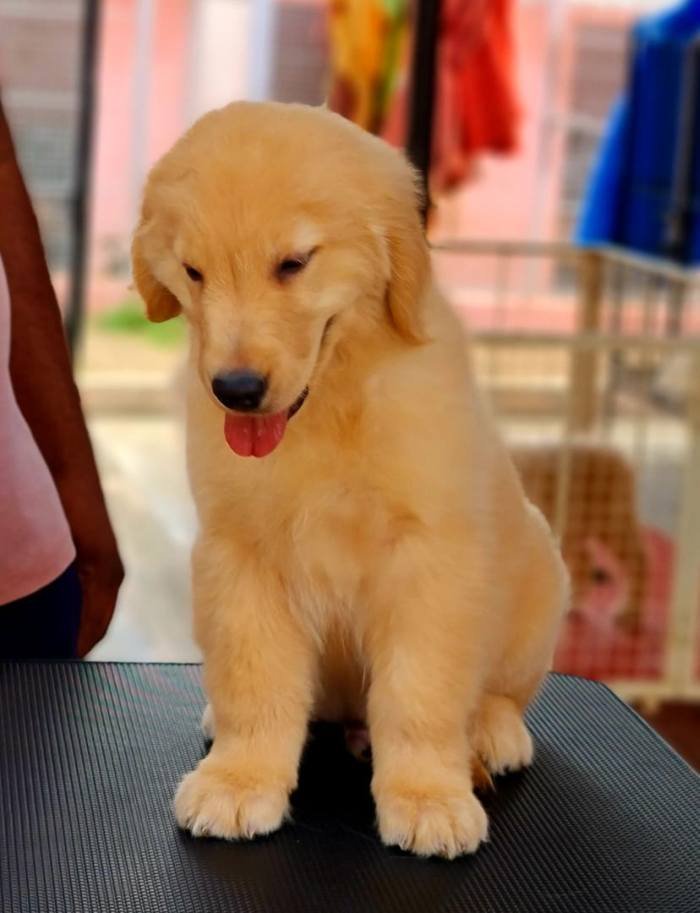 DogsIndia.com - Golden Retriever - Jayachandra