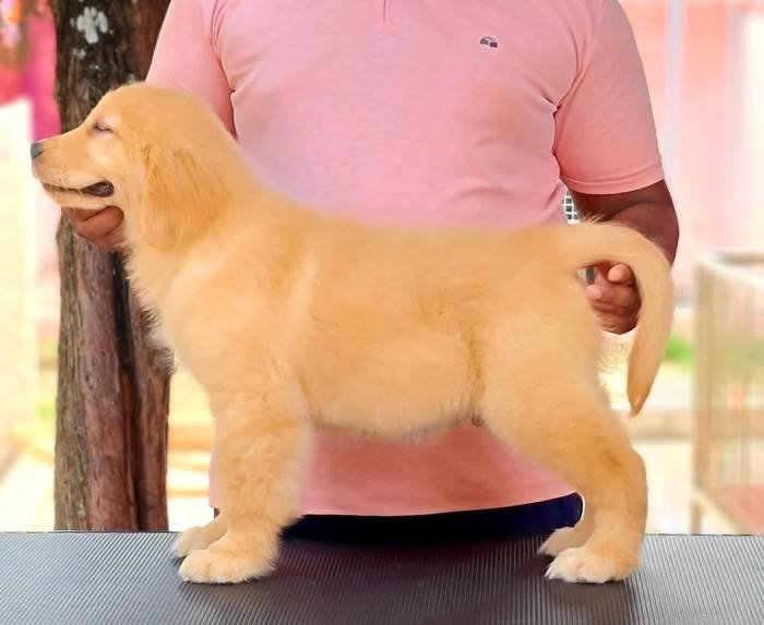 DogsIndia.com - Golden Retriever - Jayachandra
