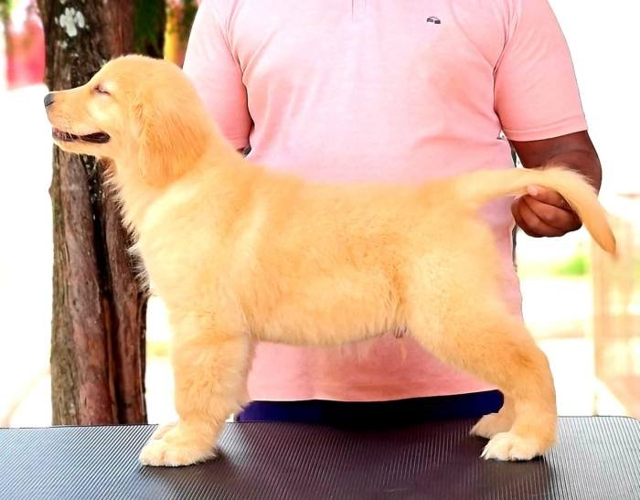 DogsIndia.com - Golden Retriever - Jayachandra
