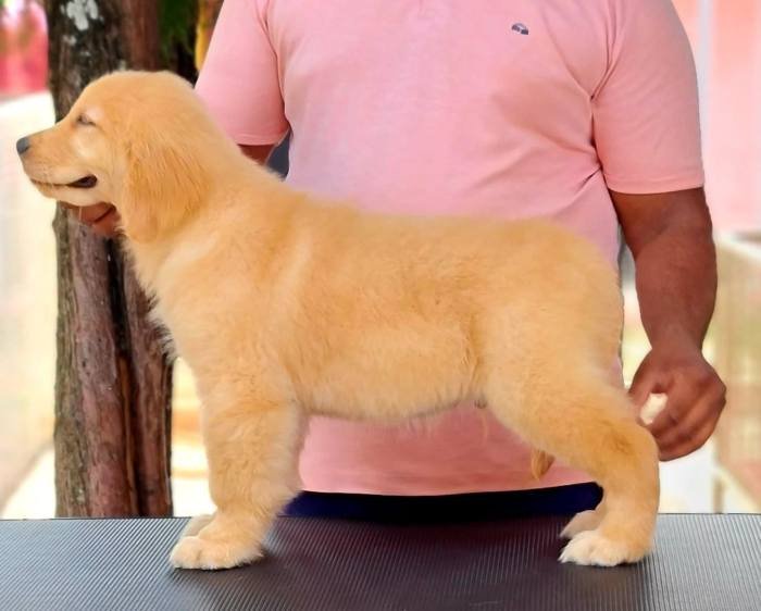 DogsIndia.com - Golden Retriever - Jayachandra