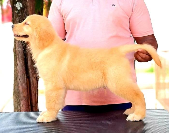 DogsIndia.com - Golden Retriever - Jayachandra