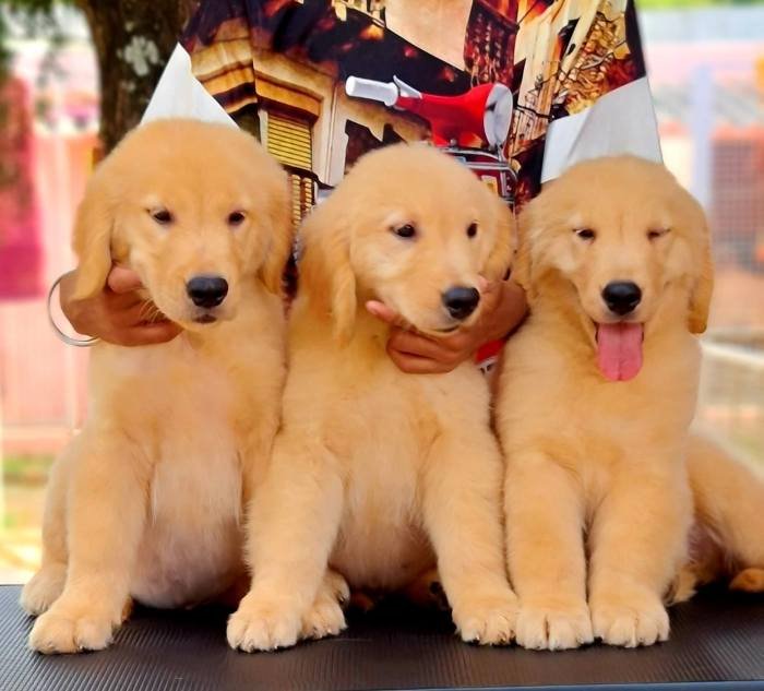 DogsIndia.com - Golden Retriever - Jayachandra