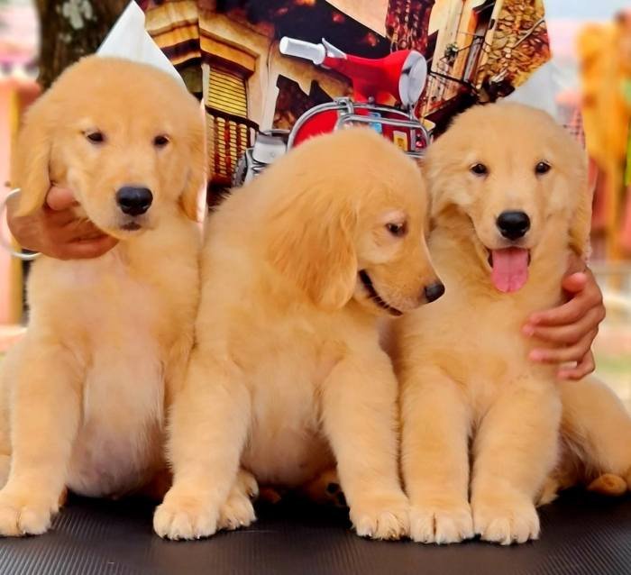 DogsIndia.com - Golden Retriever - Jayachandra